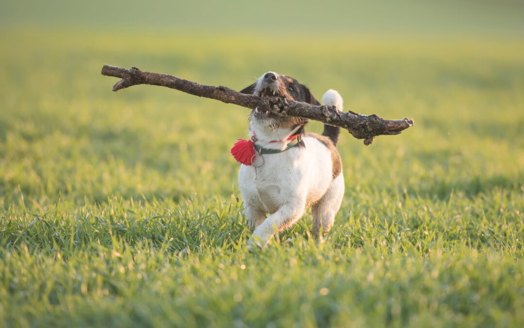 Why Do Dogs Like To Carry Sticks? Is This Normal?