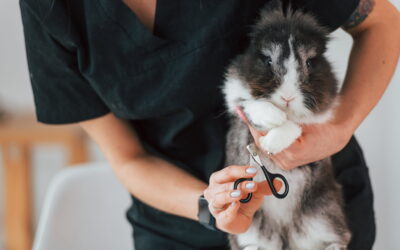 A Pet Parent’s Guide To Rabbit Grooming